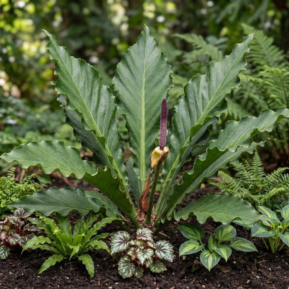 Anthurium Plowmanii