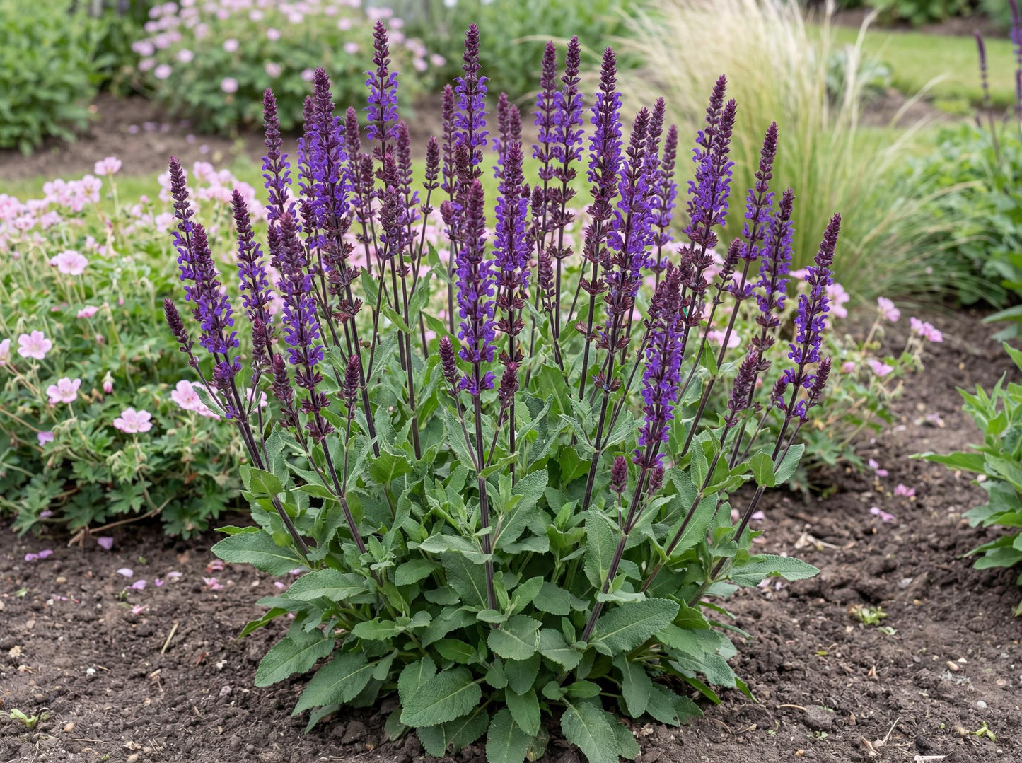 Caradonna Salvia