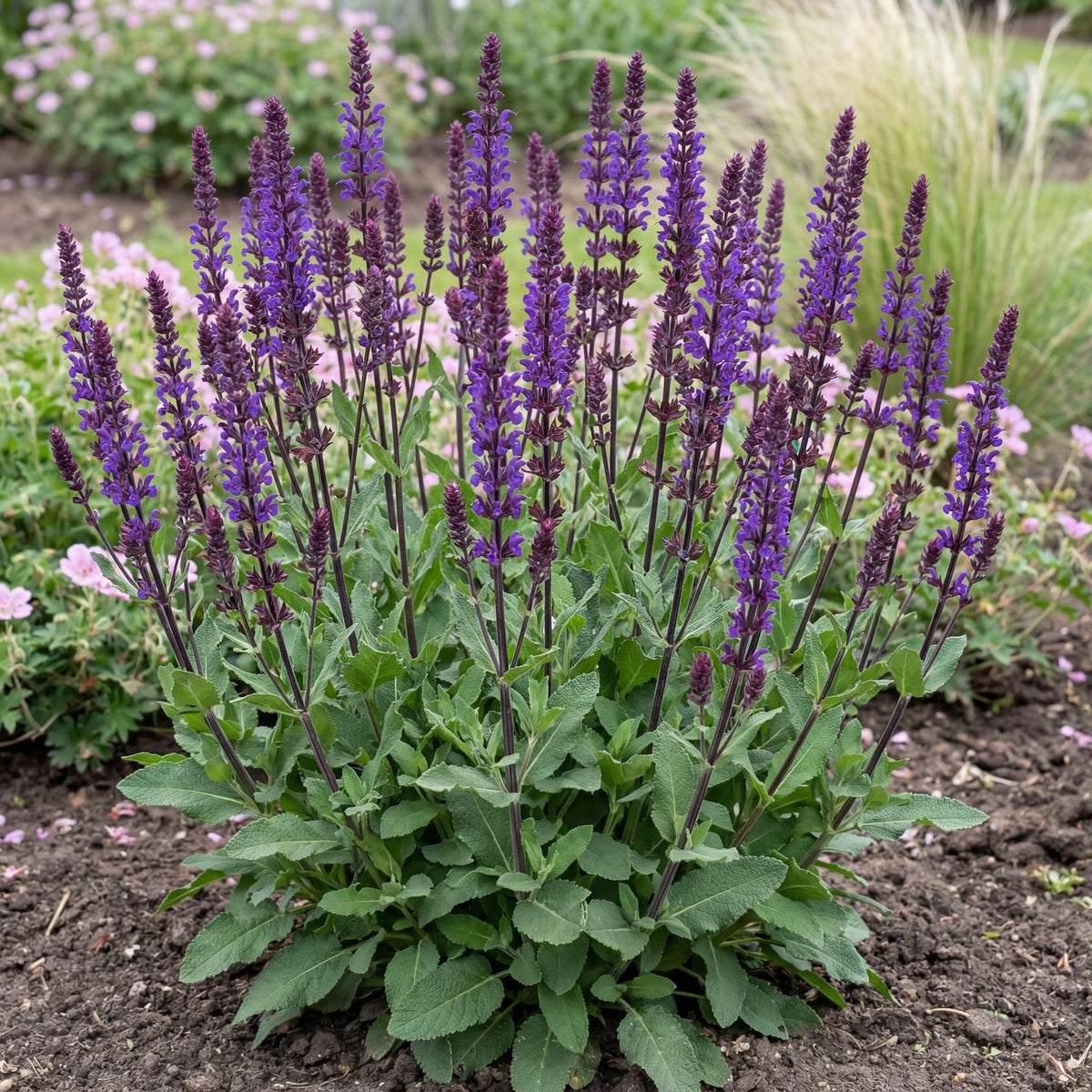 Caradonna Salvia