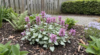 Ghost Lamium