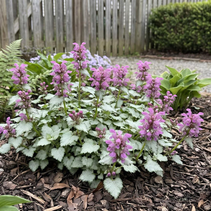 Ghost Lamium