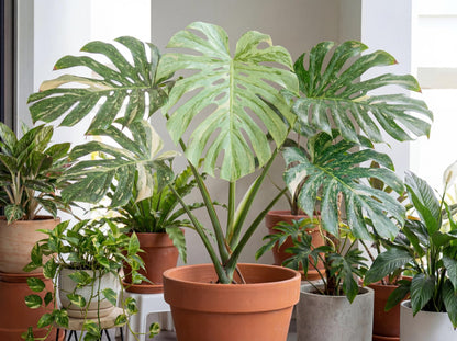 Mint Monstera