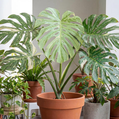 Mint Monstera