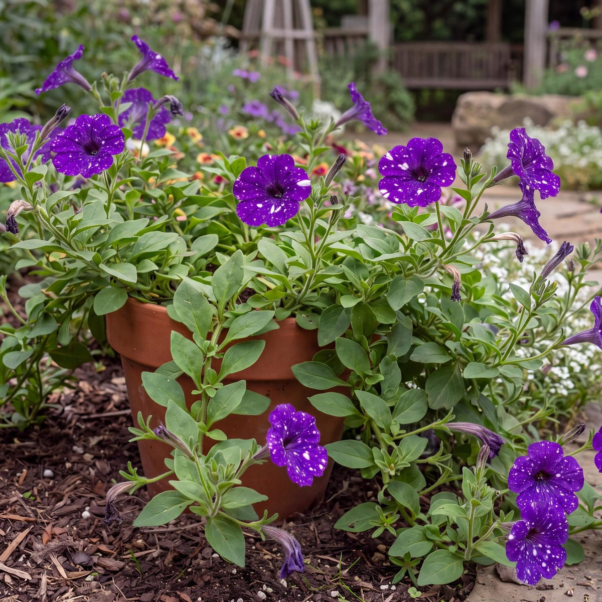 Splash Dance Bolero Blue Petunia