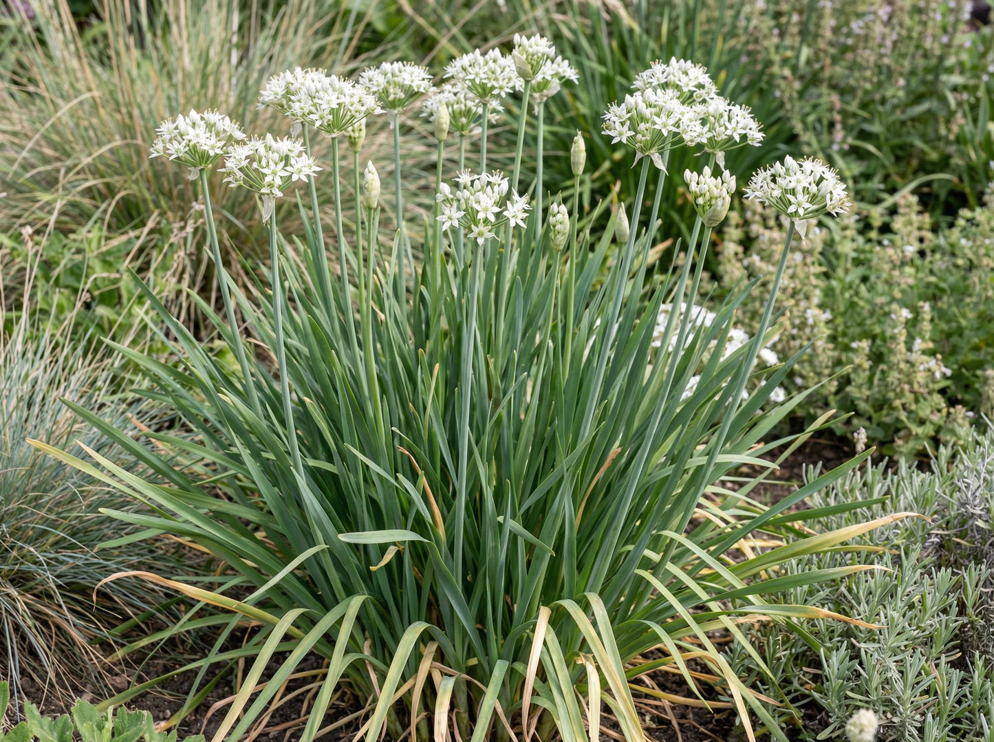Garlic Chives