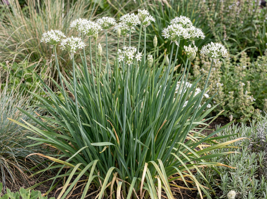 Garlic Chives