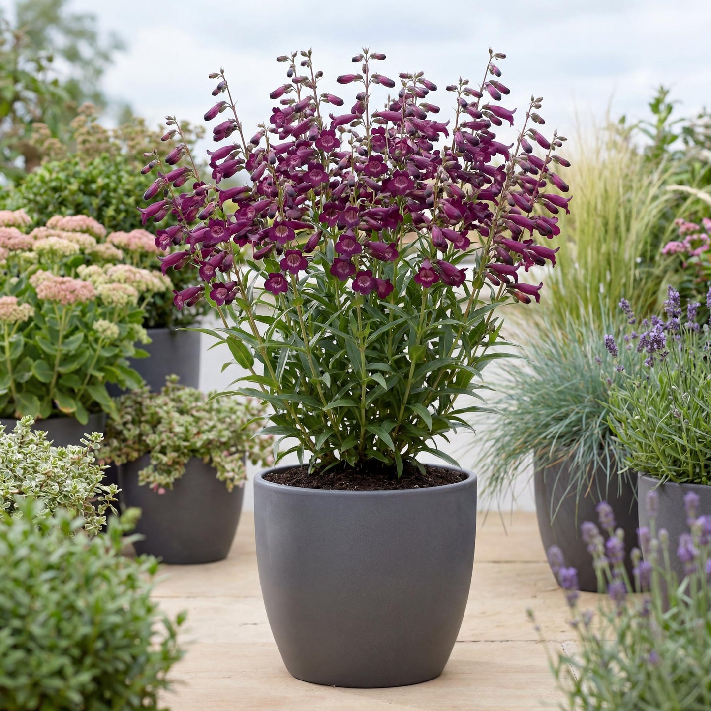 Blackbird Penstemon