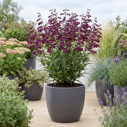 Blackbird Penstemon