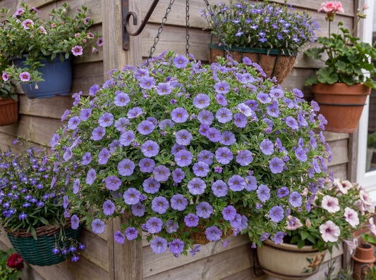 Scopia Gulliver Blue Bacopa