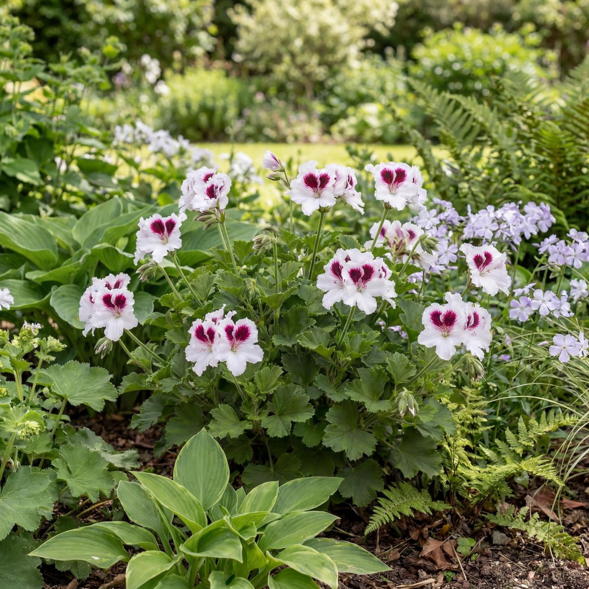 Aristo White Regal Geranium