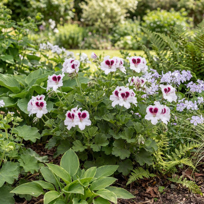 Aristo White Regal Geranium