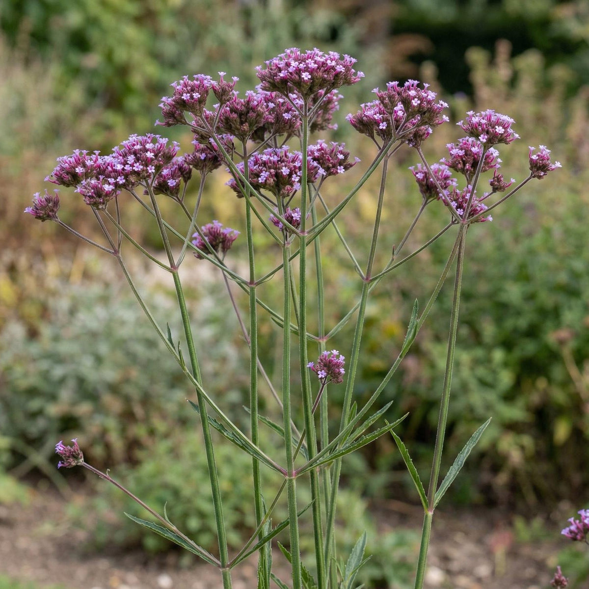 Vervain in a 4-inch pot, tall four-sided green stems topped with compact purple flower clusters