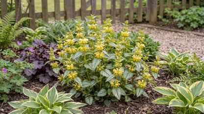 Hermann's Pride Yellow Archangel