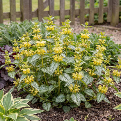 Hermann's Pride Yellow Archangel