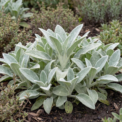 Silver Carpet Lamb's Ear