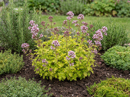 Golden Creeping Oregano