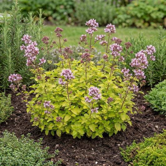 Golden Creeping Oregano