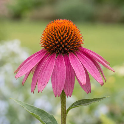 Rose Coneflower forms a compact clump 1 to 2 feet tall and 12 to 18 inches across when mature