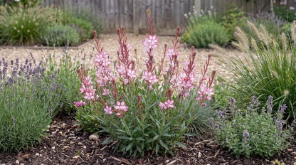 Rosy Jane Gaura