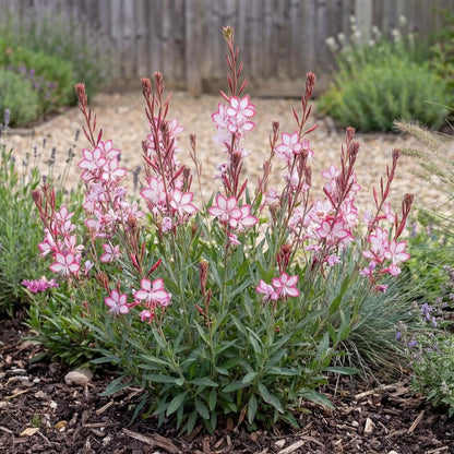 Rosy Jane Gaura