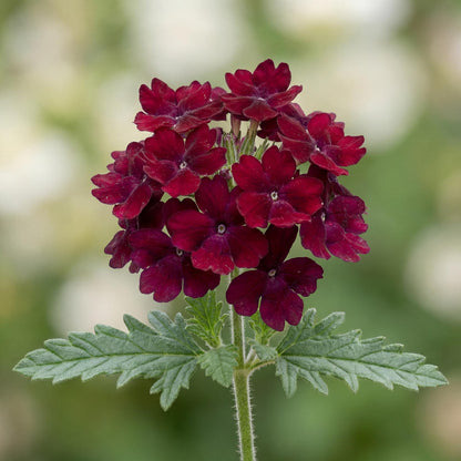Burgundy Empress Flair Verbena