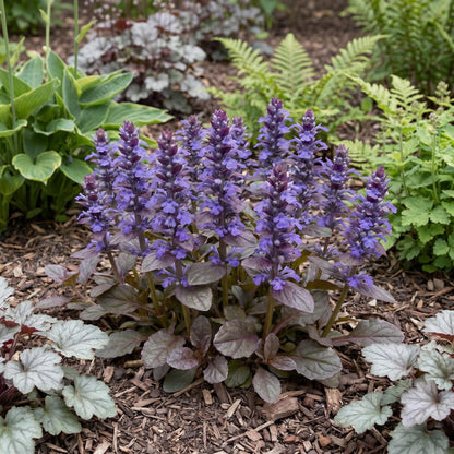 Catlin's Giant Ajuga