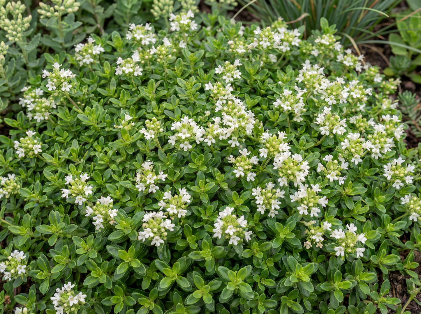 White Creeping Thyme