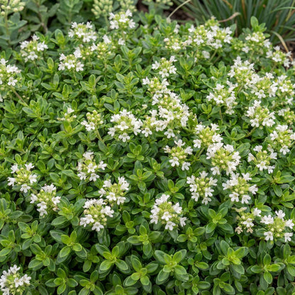 White Creeping Thyme