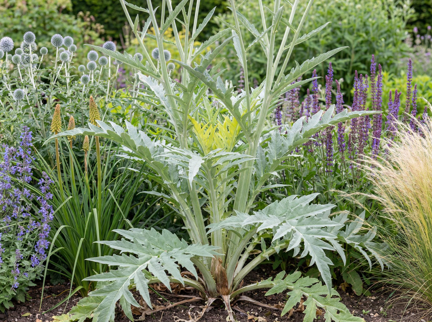 Pieno Inerme Cardoon