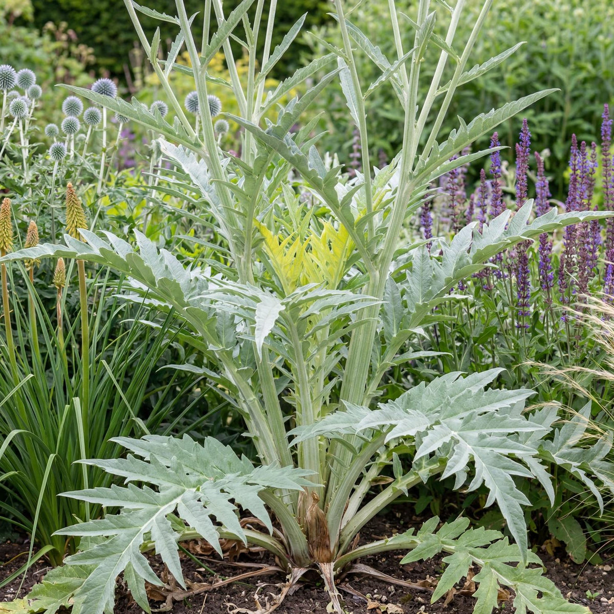 Pieno Inerme Cardoon