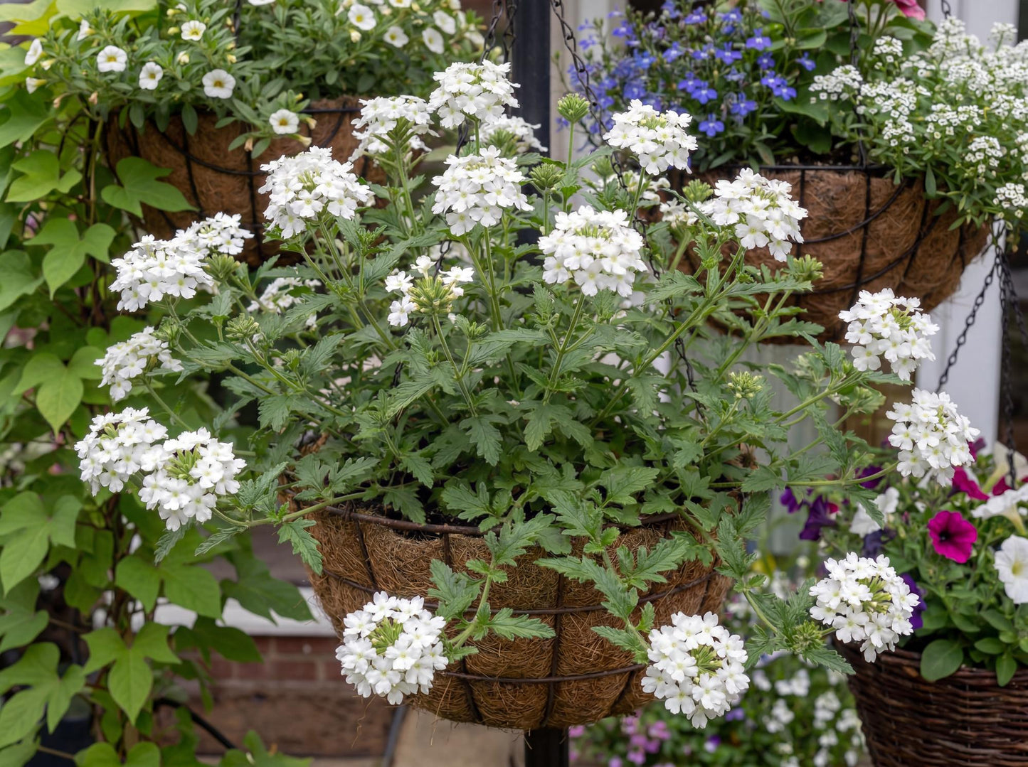White Empress Sun Verbena
