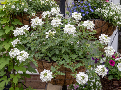 White Empress Sun Verbena