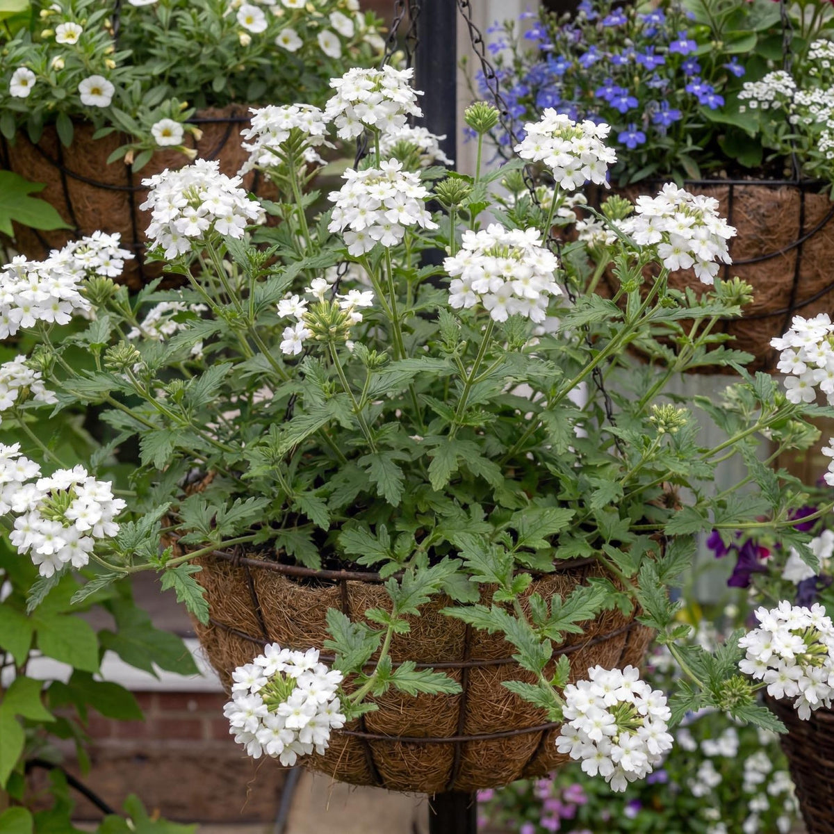 White Empress Sun Verbena