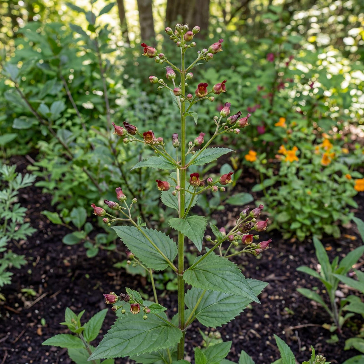 California Figwort in a 4-inch pot, a native perennial with small deep red-brown flowers on tall stems.