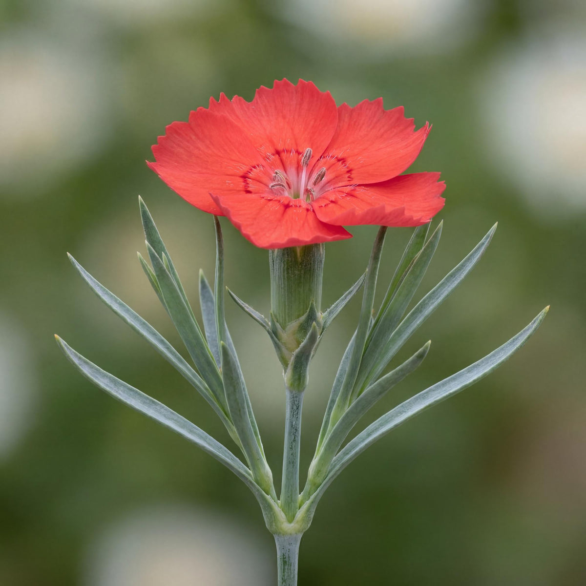 Orange Meringue Dianthus foliage forms a tidy blue-green mound beneath firm upright flower stems