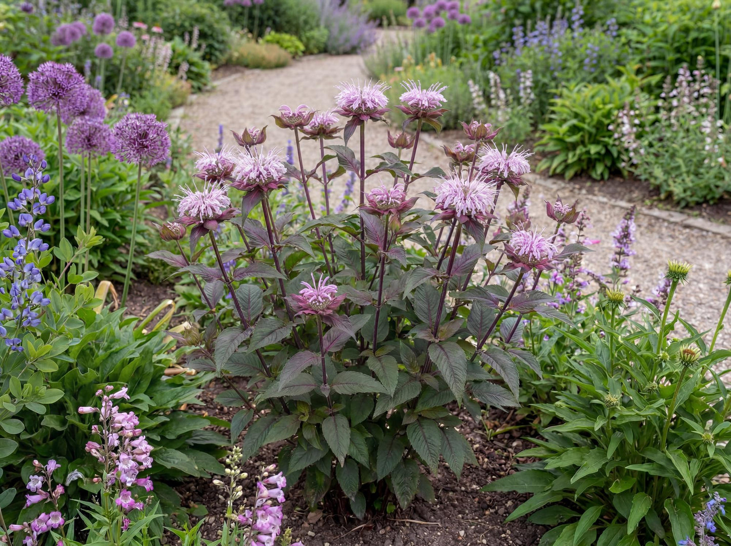 Midnight Oil Monarda