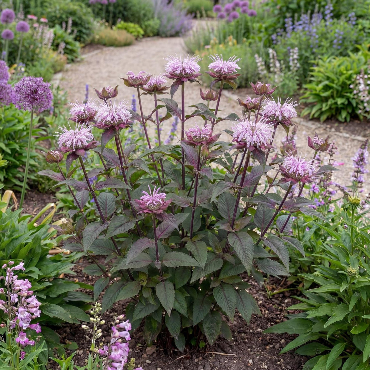 Midnight Oil Monarda