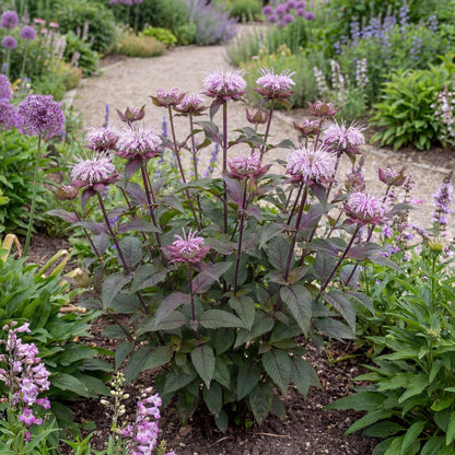 Midnight Oil Monarda
