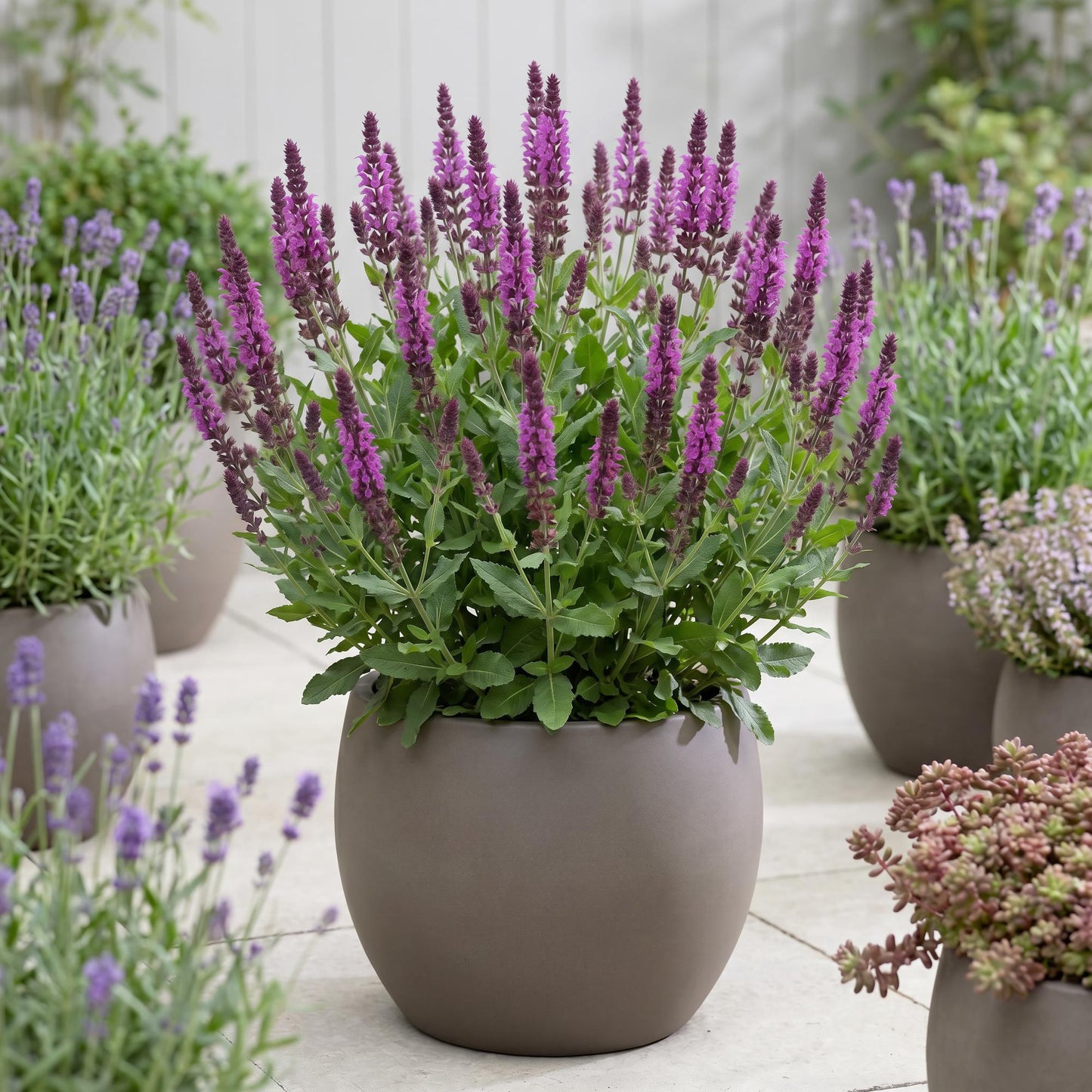 Bumbleberry Salvia