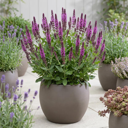 Bumbleberry Salvia