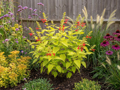 Pineapple Sage