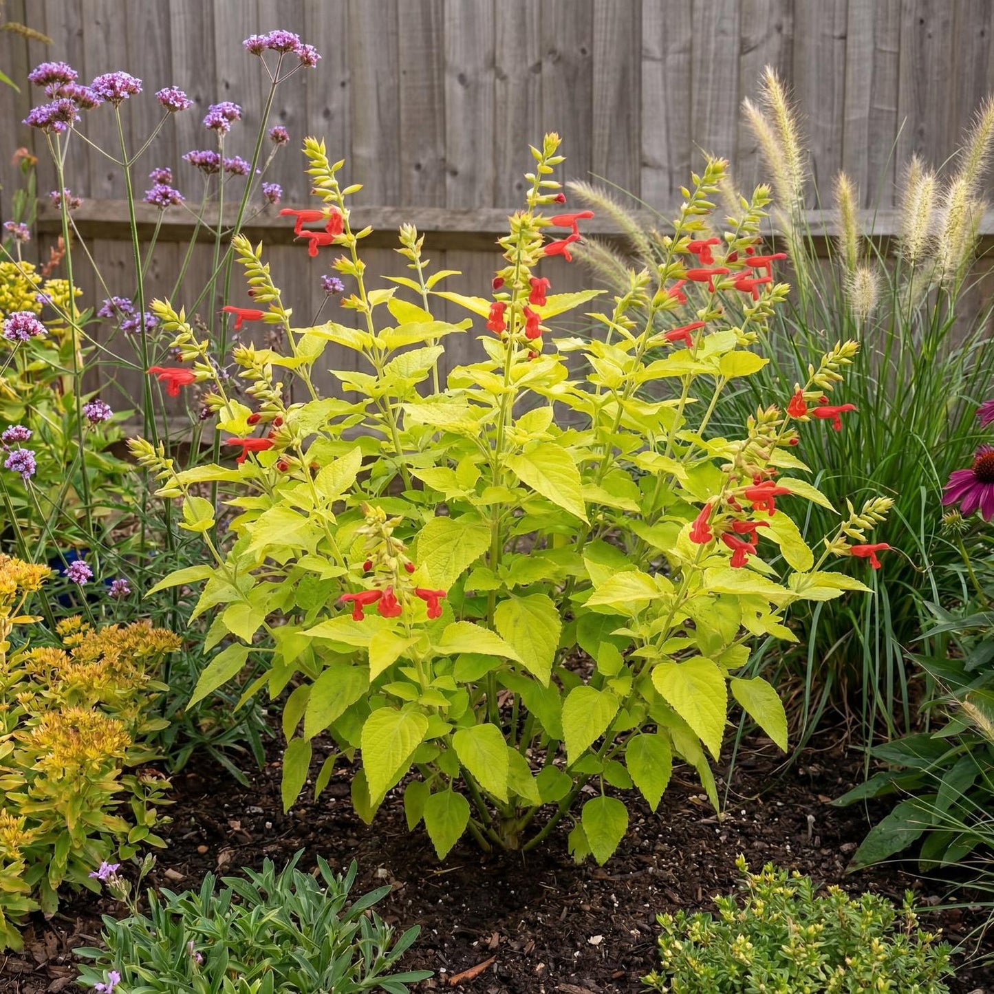 Pineapple Sage