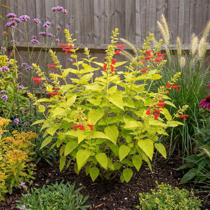 Pineapple Sage
