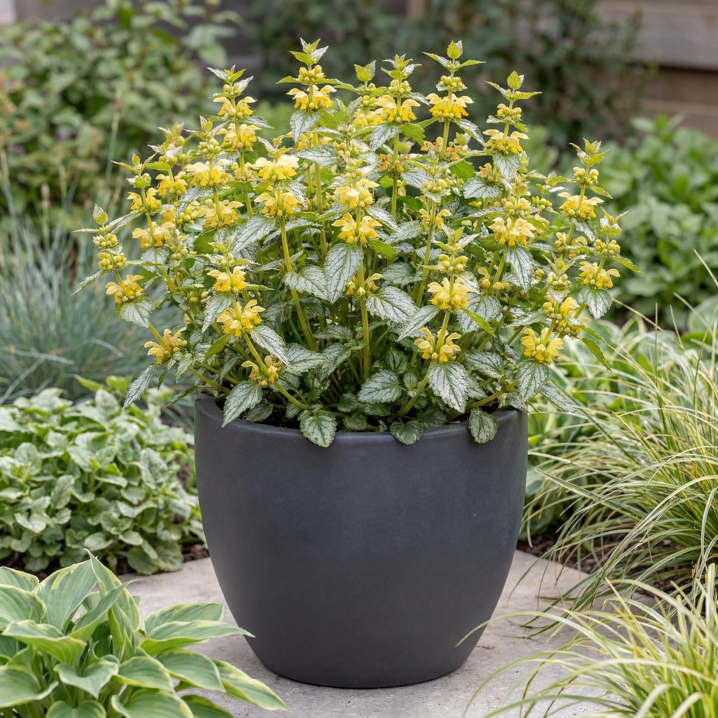 Hermann's Pride Yellow Archangel