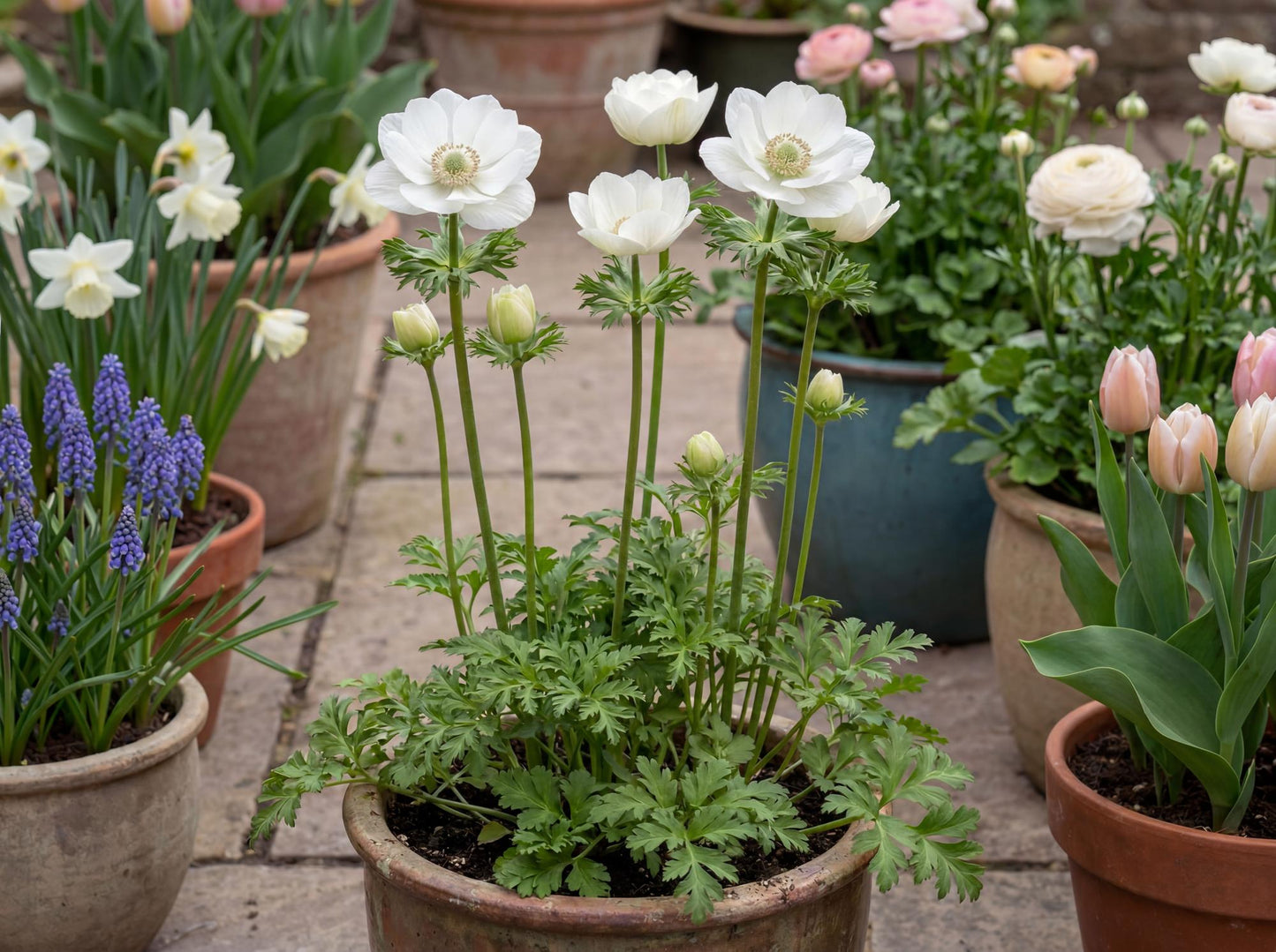 Rainbow Albino White Poppy Anemone