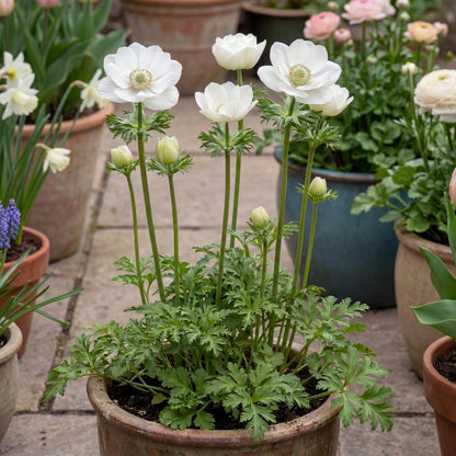 Rainbow Albino White Poppy Anemone