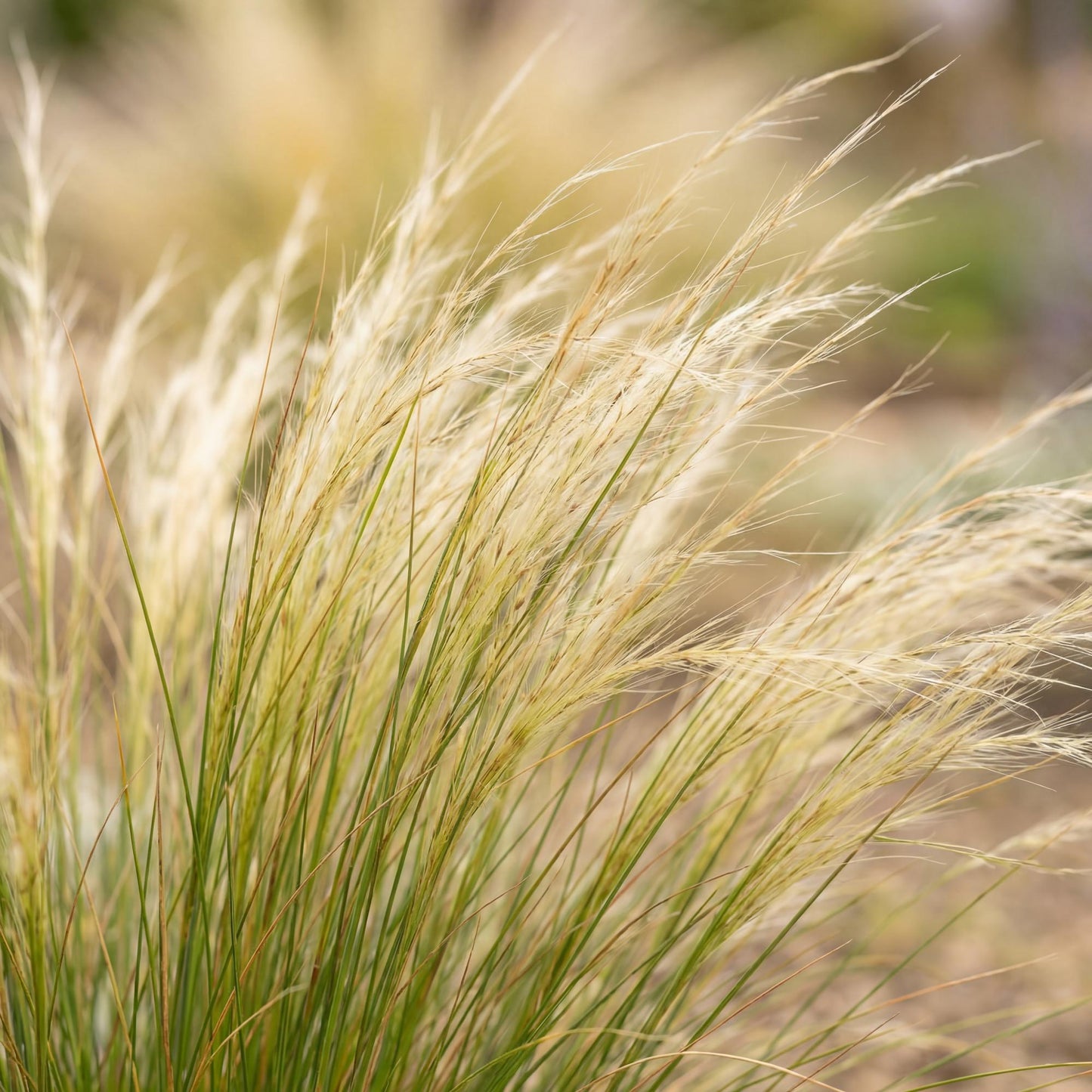 Mexican Feather Grass