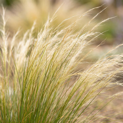 Mexican Feather Grass