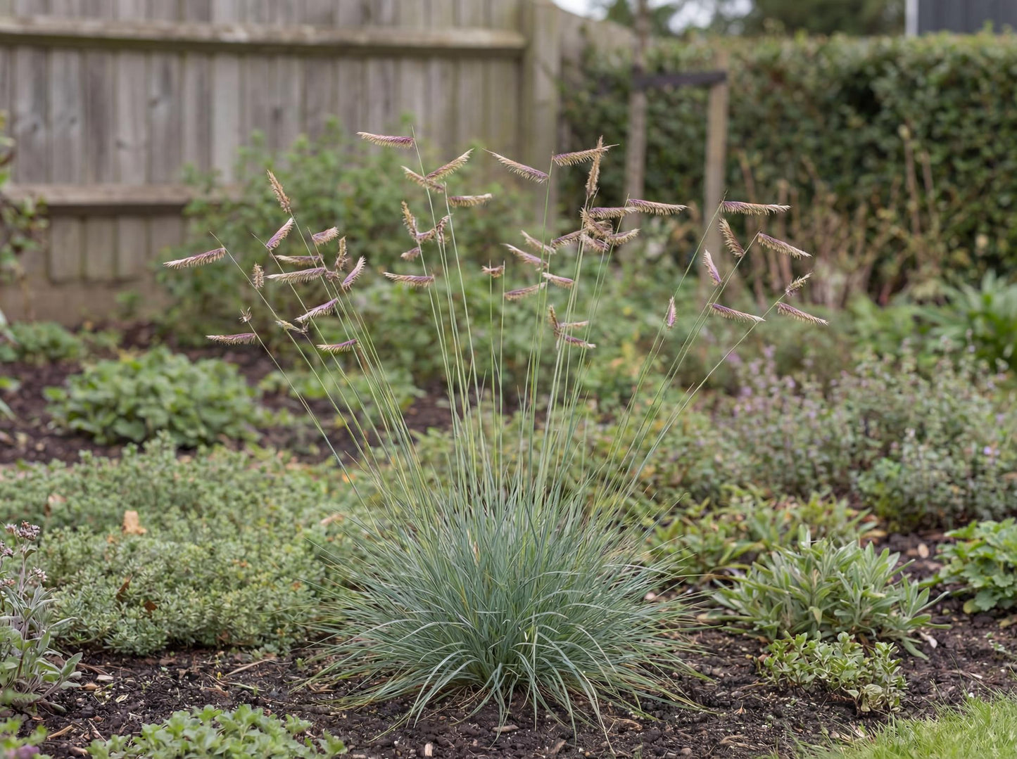 Blue Grama Grass