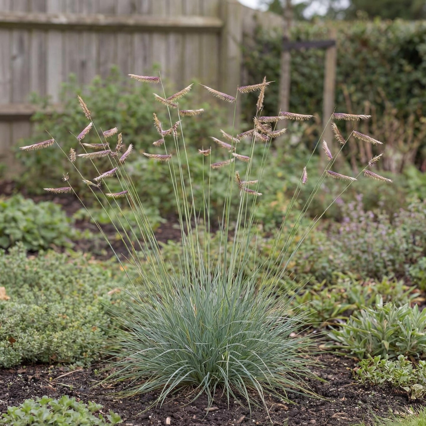 Blue Grama Grass in a 4-inch pot, a tufted clump of fine blue-green blades on slender upright stems